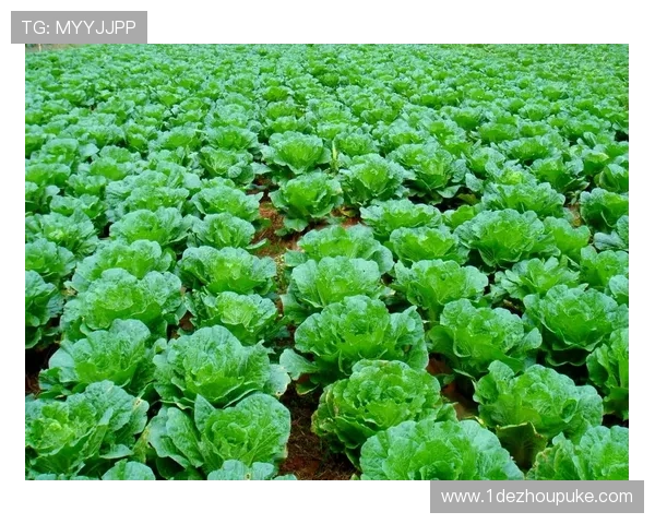 白菜网的功能与用途详解,了解它是干啥的